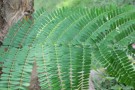 Live Plant Image