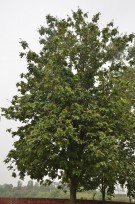 Live Plant Image