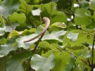 Live Plant Image