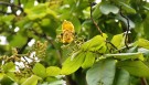 Live Plant Image