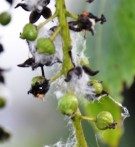Live Plant Image