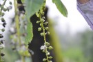 Live Plant Image