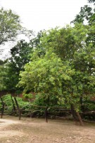 Live Plant Image
