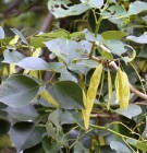 Live Plant Image