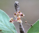Live Plant Image