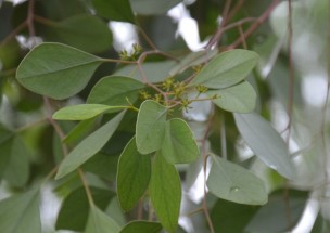 Live Plant Image