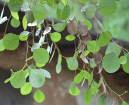 Live Plant Image