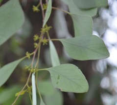 Live Plant Image