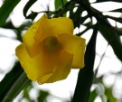 Live Plant Image