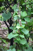 Live Plant Image