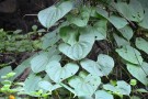 Live Plant Image