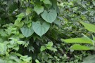Live Plant Image