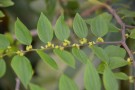 Live Plant Image