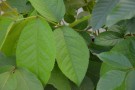 Live Plant Image