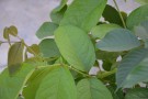 Live Plant Image