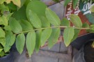 Live Plant Image