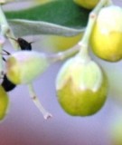 Live Plant Image