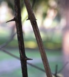 Live Plant Image