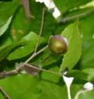 Live Plant Image