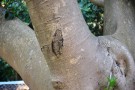Live Plant Image