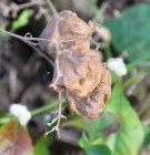 Live Plant Image