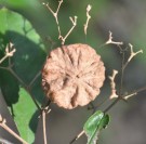 Live Plant Image