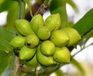 Live Plant Image