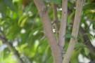 Live Plant Image