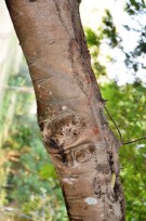 Live Plant Image
