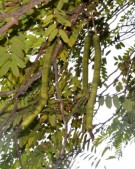 Live Plant Image