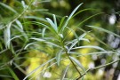 Live Plant Image