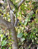 Live Plant Image