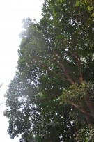 Live Plant Image