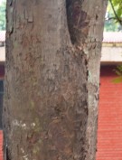 Live Plant Image