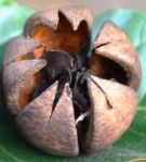 Live Plant Image