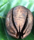 Live Plant Image