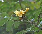 Live Plant Image