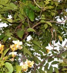 Live Plant Image