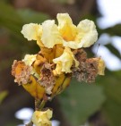 Live Plant Image