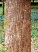 Live Plant Image