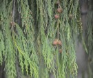 Live Plant Image