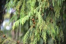 Live Plant Image