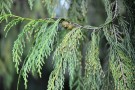 Live Plant Image