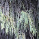 Live Plant Image