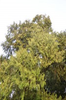 Live Plant Image
