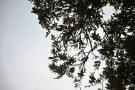 Live Plant Image