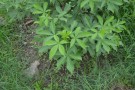 Live Plant Image