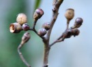 Live Plant Image
