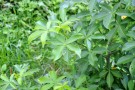 Live Plant Image