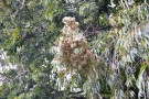 Live Plant Image